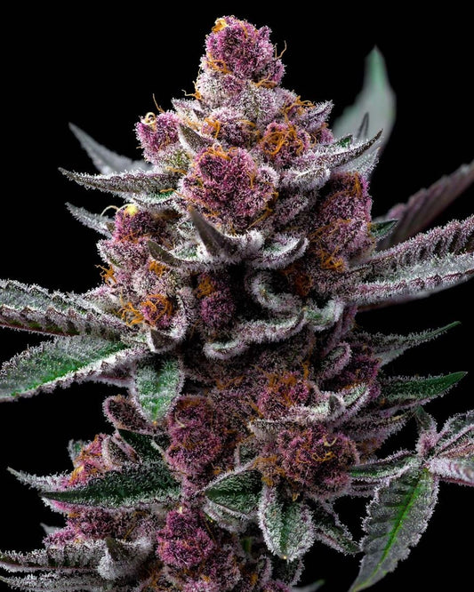Kristallüberzogene Cherry Poppers Bud in Nahaufnahme, zeigt extreme Harzbildung und pinke Trichome – feminisierte Sorte von Barneys Farm