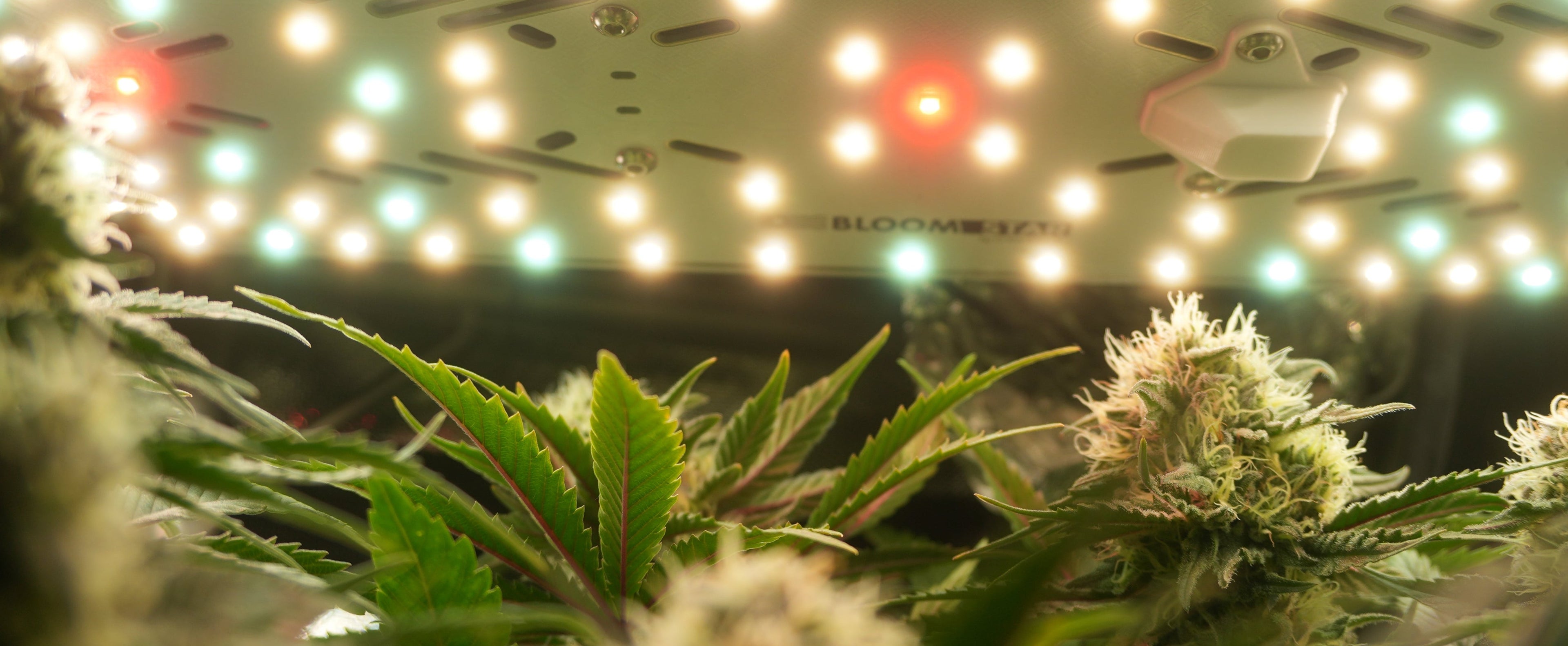 Hintergrundbild einer Cannabispflanze in der Blüte mit Beleuchtung oben im Bild