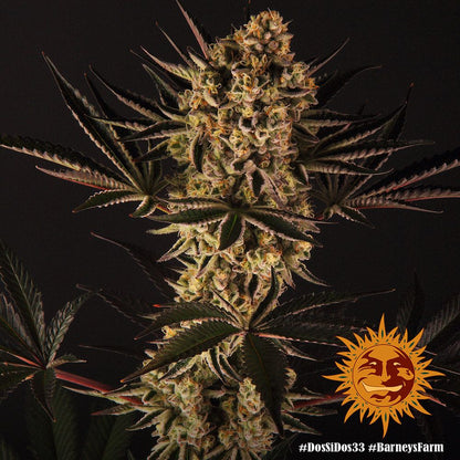 Dos Si Dos 33 Pflanze mit voluminösen Buds, gezüchtet von Barney's Farm – kräftiges Blätterwerk und frostiger Look