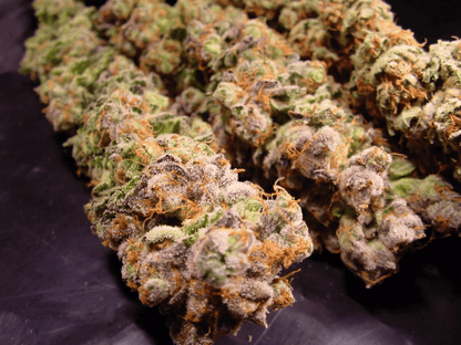 Nahaufnahme der Durga Mata Pflanze von Paradise Seeds mit frostigen Trichomen und typischer Indica-Struktur – ideal für Anfänger und Indoor-Grower.