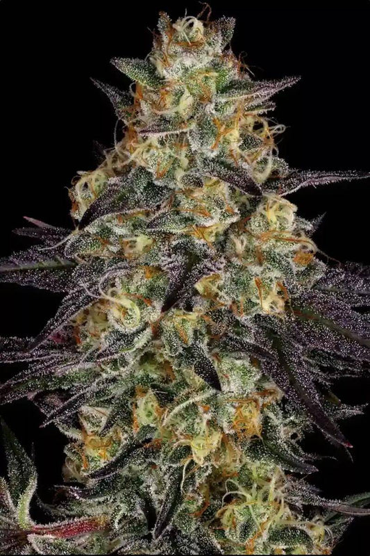 El Dorado OG Top-Cola auf schwarzem Hintergrund – feminisierte Indica mit kristallüberzogenen Buds und typischer OG Kush Struktur.