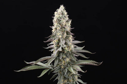 Makroaufnahme der El Dorado OG Blüte – dicke Trichomschicht, violette Zuckerblätter und orangene Stigmen, ideal für Terpenliebhaber.