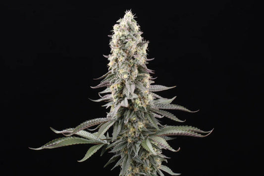 Makroaufnahme der El Dorado OG Blüte – dicke Trichomschicht, violette Zuckerblätter und orangene Stigmen, ideal für Terpenliebhaber.
