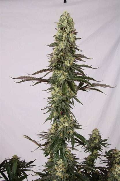 Seitliche Ansicht einer voll ausgereiften El Dorado OG Pflanze – kompakte Struktur, dichter Blütenstand und harzreiche Buds von Paradise Seeds.