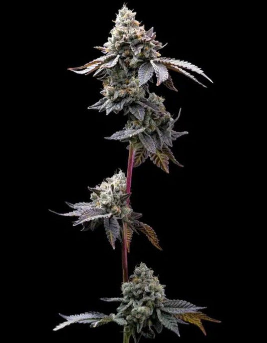 GMO Cookies Cannabispflanze in voller Größe mit mehreren massiven Buds und charakteristisch violettgrüner Färbung.