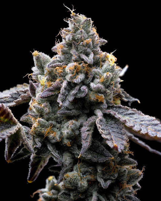 GMO Cookies Cannabisblüte mit dichter Struktur und frostiger Harzschicht – indicadominante Sorte mit bis zu 30 % THC.