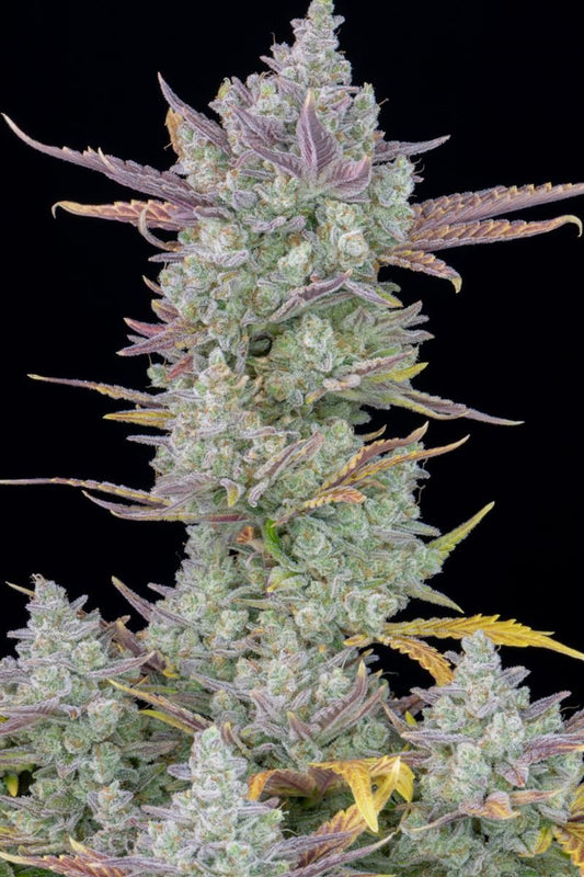 Dicht mit Trichomen überzogene Gorilla Cookies Auto Blüte mit violetten Spitzen und gelben Zuckerblättern – hochwertiger Hybrid von FastBuds für hohe THC-Erträge