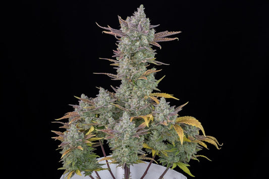 Nahaufnahme der harzigen Gorilla Cookies Auto Knospe mit intensiver Kristallbildung und lilafarbenen Akzenten – perfekt für kommerziellen Indoor-Grow