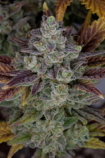  Dominante Hauptcola der Gorilla Cookies Auto mit dicker Harzschicht, umgeben von kompakten Seitentrieben – Top-Sorte von FastBuds mit bis zu 28,5 % THC