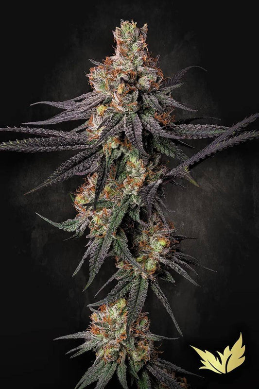 Gulupa Pflanze in voller Blüte von Paradise Seeds – dunkle violette Blätter, dichte Budstruktur und starke Harzproduktion, ideal für Indoor-Grow.