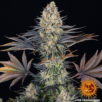 Nahaufnahme der LSD Cannabispflanze von Barney’s Farm mit dichten Harzblüten und orangefarbenen Härchen – Indica-dominanter Hybrid