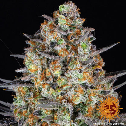 Vollständige LSD Cannabis-Pflanze mit violetten Blättern und kompakten Buds – feminisierte Sorte von Barney’s Farm mit hohem THC-Gehalt
