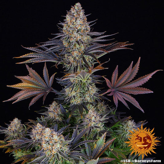 Makroaufnahme der LSD Cannabisblüte – dichte Struktur mit Trichomen, ideal für Indoor-Grower mit Fokus auf hohe Potenz und Ertrag