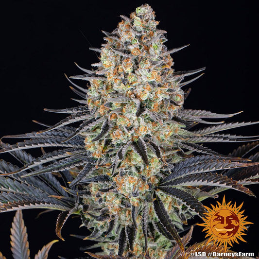 LSD Strain von Barney’s Farm – beeindruckende Cannabispflanze mit buschigem Wuchs, vielfarbigen Blättern und klebrigen Blüten