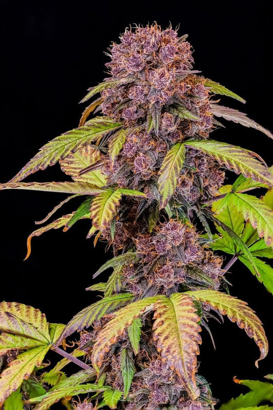 Nahaufnahme einer reifen Lemon Cherry Cookies Auto Blüte mit dunkellilafarbenen Buds und orangen Trichomen, ideal für den Indoor-Grow mit hohem THC-Gehalt