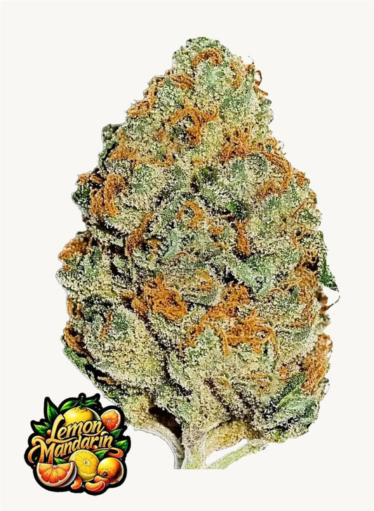 Lemon Mandarin Bud von FastBuds mit kristallartigem Harzbesatz, intensiver Zitrusnote und markantem Orangeton – perfekte Wahl für Citrus-Liebhaber