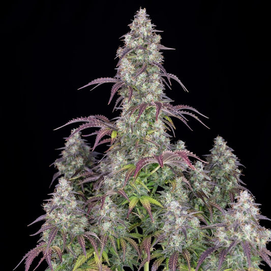 Eine Lemon Pie Auto Pflanze im fortgeschrittenen Blühstadium – indica-sativa-Hybrid mit hoher Ertragsleistung und süß-zitronigem Aroma