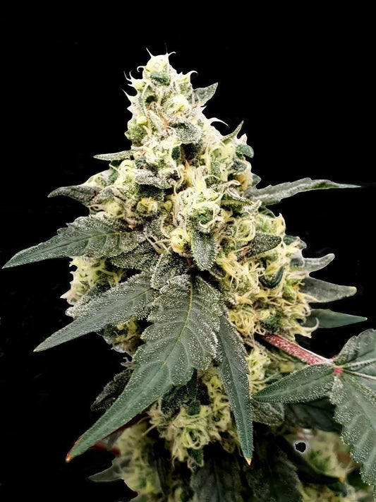 Lemonade Auto Hauptcola vor schwarzem Hintergrund – harzüberzogen, kompakte Struktur und typische Sativa-Form mit frischem Zitronenaroma.