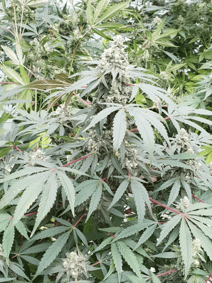 Lemonade Auto Pflanze im Gewächshaus – kräftiger Wuchs, zahlreiche Buds und markante Blätter mit roten Stängeln, ideal für den Outdoor-Grow.