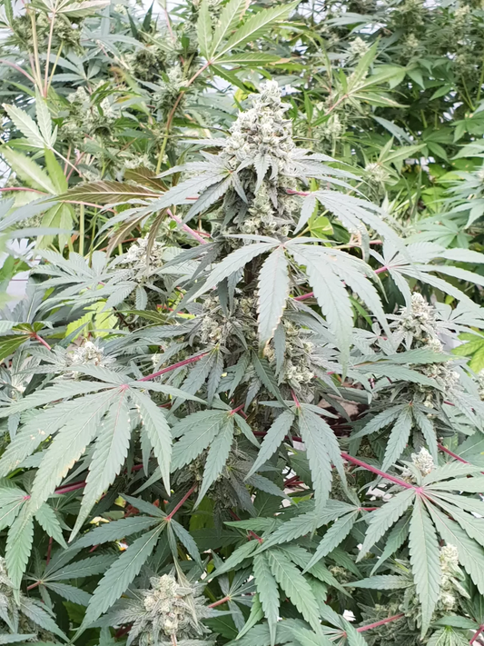 Lemonade Auto Pflanze im Gewächshaus – kräftiger Wuchs, zahlreiche Buds und markante Blätter mit roten Stängeln, ideal für den Outdoor-Grow.