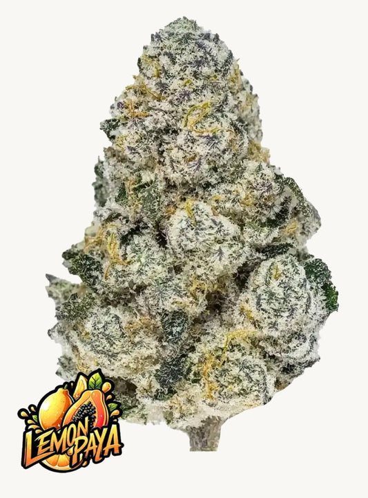 Lemonpaya Cannabisblüte mit dichter Harzschicht und tropischen Farbakzenten – hochwertige feminisierte Sorte von FastBuds mit bis zu 30% THC
