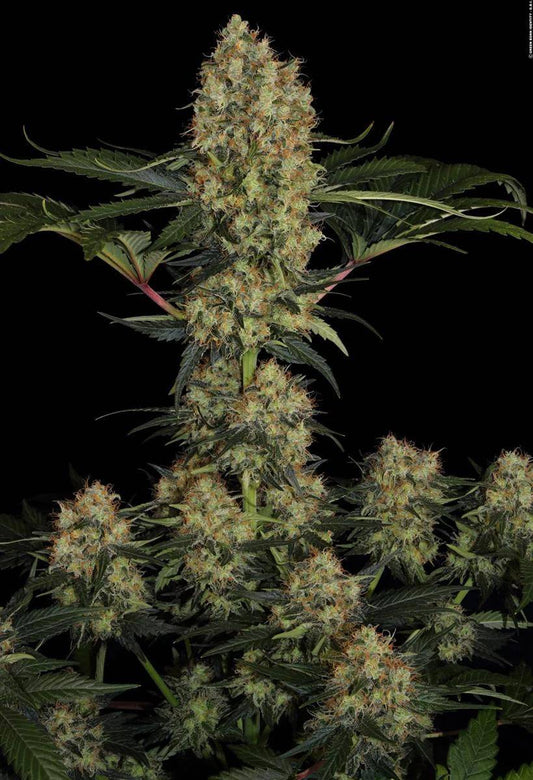 Große Mendocino Skunk Pflanze in voller Blüte – kräftiger Hybrid mit zahlreichen dichten Buds und hohem Ertragspotenzial für Indoor und Outdoor.