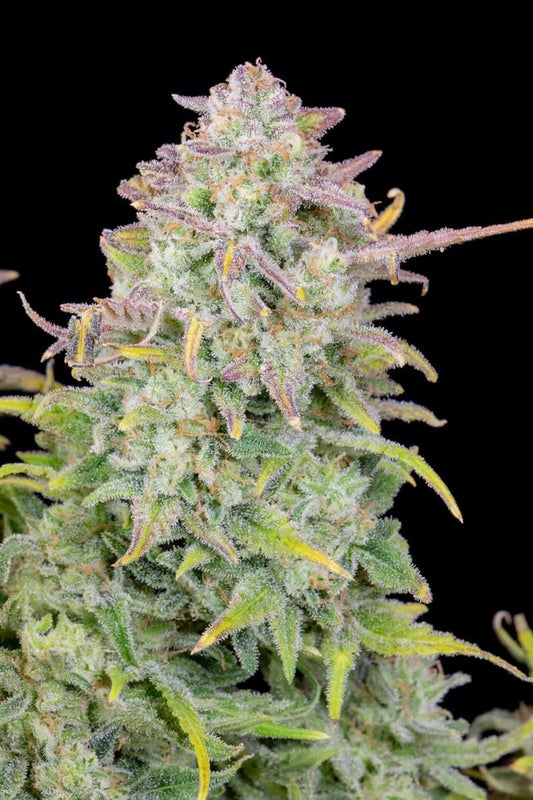 Nahaufnahme der Original Trainwreck Auto Pflanze von Fast Buds, dicht bewachsen mit intensiven Trichomen und farbenfrohen Blüten
