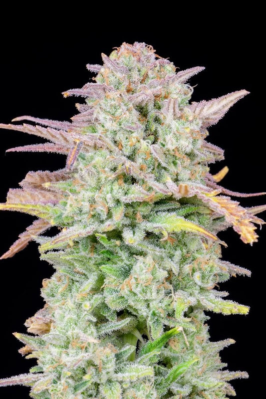 Original Trainwreck Auto Cannabis-Bud von Fast Buds, harzig mit violetten und grünen Farbtönen