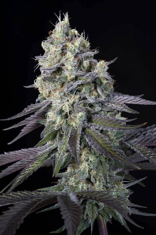Nahaufnahme der Purple Mints Blüte – lilafarbene Trichome mit dichter Harzschicht, typisch für den indicadominierten Strain von Paradise Seeds.