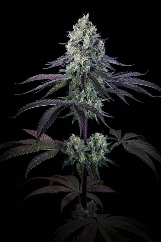 Voll entwickelte Purple Mints Cannabispflanze mit dunklen Blättern und frostigen Buds – ideal für den Indoor-Grow mit hoher Harzproduktion.

