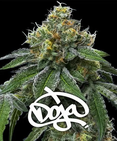 RS11 x Banana OG Cannabis-Bud von Barneys Farm – Doja genetischer Phänotyp mit intensivem Harzüberzug und Zitrus-Bananen-Aroma