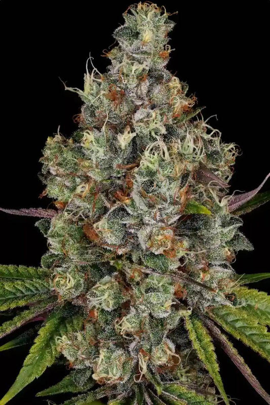 Nahaufnahme einer blühenden Paradise Seeds Rainbow Road Cannabis-Pflanze mit dichten Harzknospen und violett-grünen Blättern – feminisierte Hanfsamen kaufen.