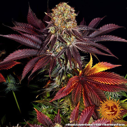Mehrfach beblühte Runtz x Layer Cake Pflanze von Barneys Farm mit dichten Buds und tiefroter Blattfärbung