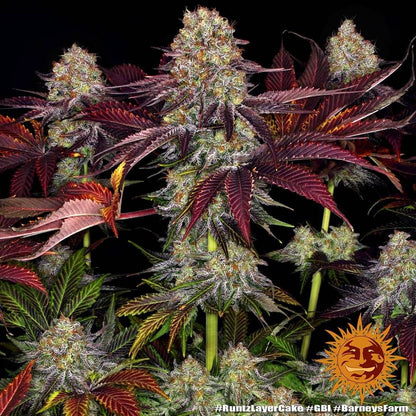 Close-Up der Runtz x Layer Cake Sorte von Barneys Farm – große Hauptcola mit intensivem Frost-Überzug und dunklem Laub