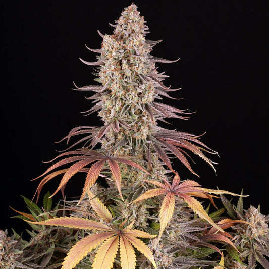 Nahaufnahme der Sour Strawberry Cannabispflanze mit violett-gelben Blättern und harzreichen Blüten von Barney’s Farm