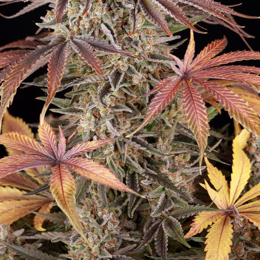 Große Hauptblüte der Sour Strawberry Sorte mit bunten Blättern und kristallüberzogenen Buds unter Studiolicht