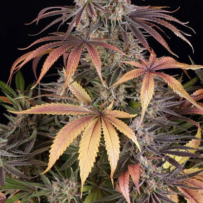 Reife Cannabispflanze Sour Strawberry mit dominantem Headbud und farbenprächtigen Zuckerblättern