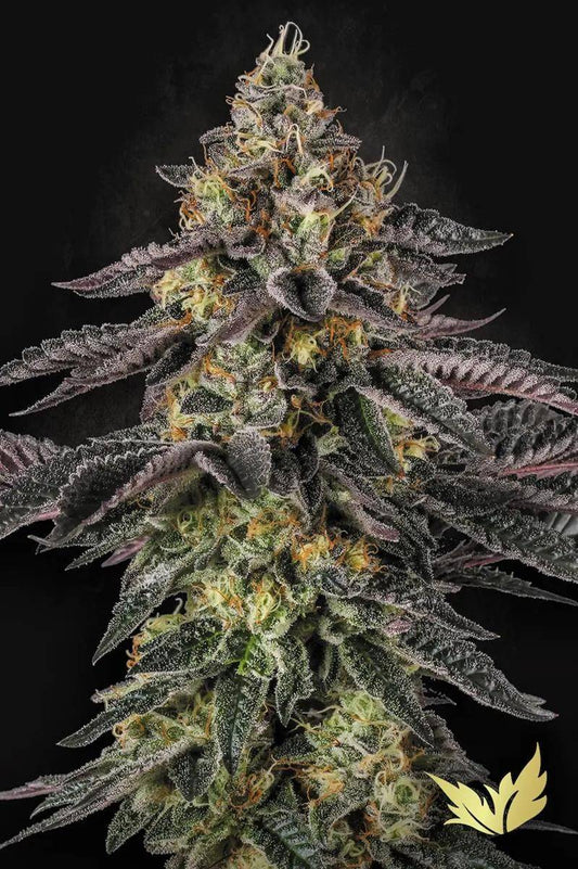 Sunset Paradise Hanfpflanze von Paradise Seeds in voller Blüte mit dichtem Bud-Aufbau, violett-grünen Blättern und kristallüberzogenen Trichomen – ideal für Indoor und Outdoor Grow