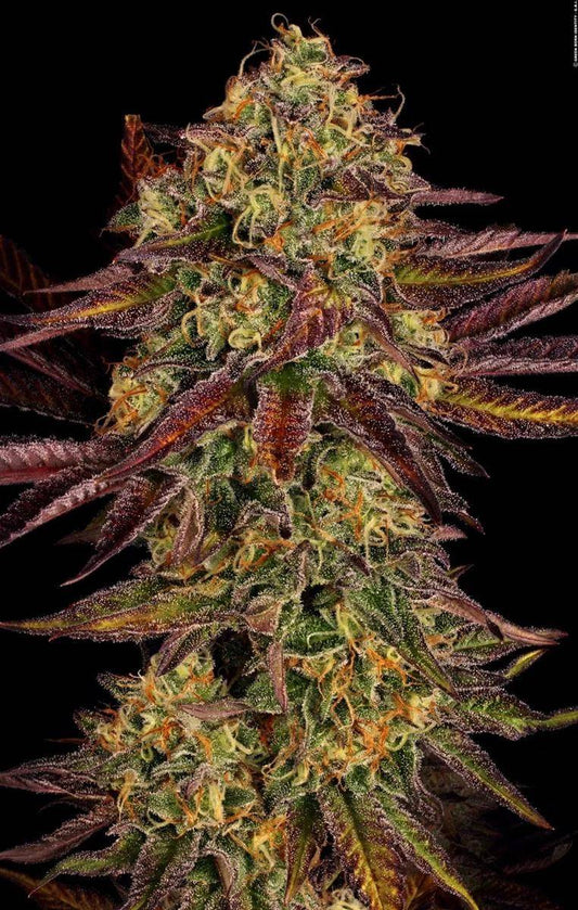 Nahaufnahme einer voll blühenden Tangerine Sorbet Cannabispflanze mit intensivem Harzüberzug und lilafarbenen Zuckerblättern