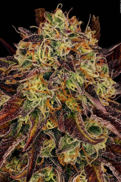 Makroaufnahme der Tangerine Sorbet Buds mit trichomreichen, violett-orangenen Blüten und Mandarinen-Aroma