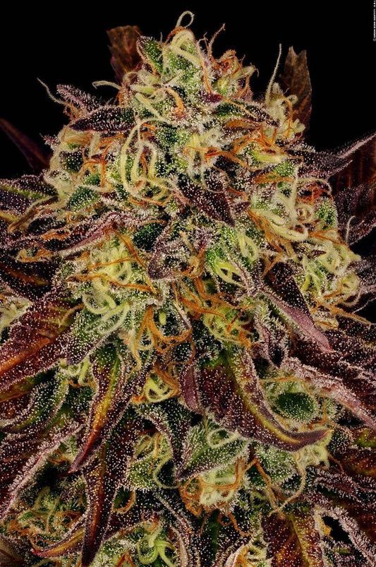 Makroaufnahme der Tangerine Sorbet Buds mit trichomreichen, violett-orangenen Blüten und Mandarinen-Aroma