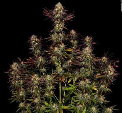 Tangerine Sorbet Hanfpflanze im vollen Wachstum mit farbenprächtigen Buds und fruchtigem Skunk-Profil