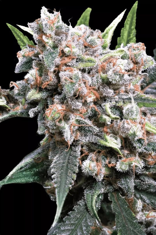 Nahaufnahme einer harzreichen Auto Wappa Cannabispflanze mit dichten Buds, kristallklaren Trichomen und leuchtend orangefarbenen Blütennarben – feminisierte Autoflower Hanfsamen von Paradise Seeds.