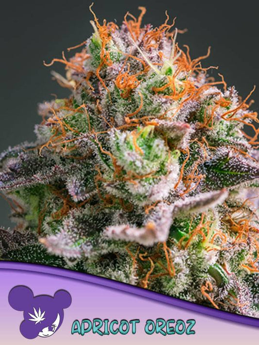 Detailaufnahme der Sorte Apricot Oreoz von Anesia Seeds mit hoher Harzproduktion und orangefarbenen Blütenhaaren – ideal für Indoor- und Outdoor-Anbau.