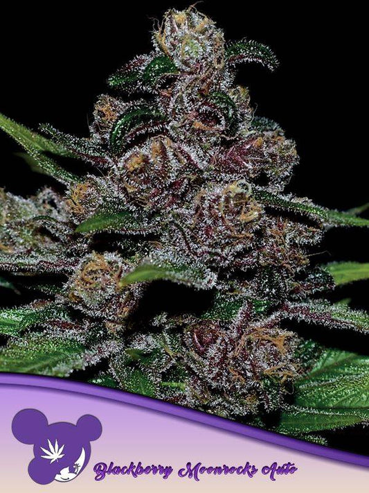 Harzige Blüte der Auto Blackberry Moonrocks von Anesia Seeds mit violetten Nuancen und dichter Trichomschicht – potente Indica-Sorte bei Vetter Seeds kaufen.