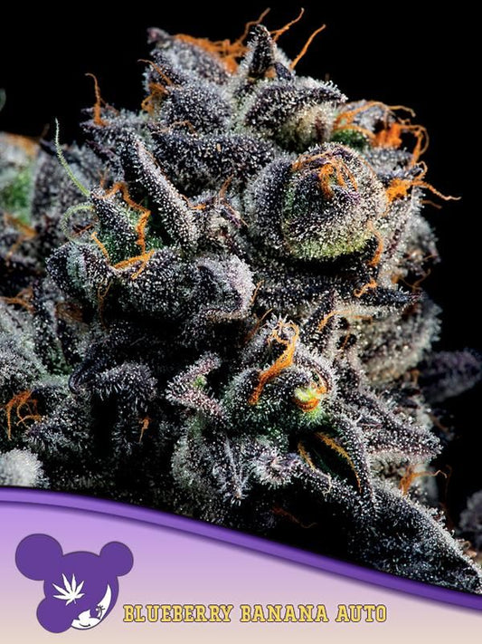 Auto Blueberry Banana feminisierte Autoflower Samen von Anesia Seeds mit violetten, harzigen Buds und orangefarbenen Blütenhaaren