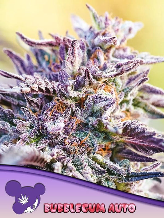 Auto Bubblegum feminisierte Samen von Anesia Seeds mit violett-grünen, harzigen Buds und süßem Kaugummi-Aroma