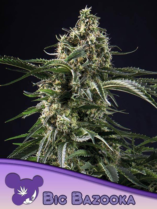 Feminisierte Big Bazooka Cannabispflanze von Anesia Seeds mit dichten Buds, starker Harzbildung und typischem Indica-Wuchs unter Kunstlicht.