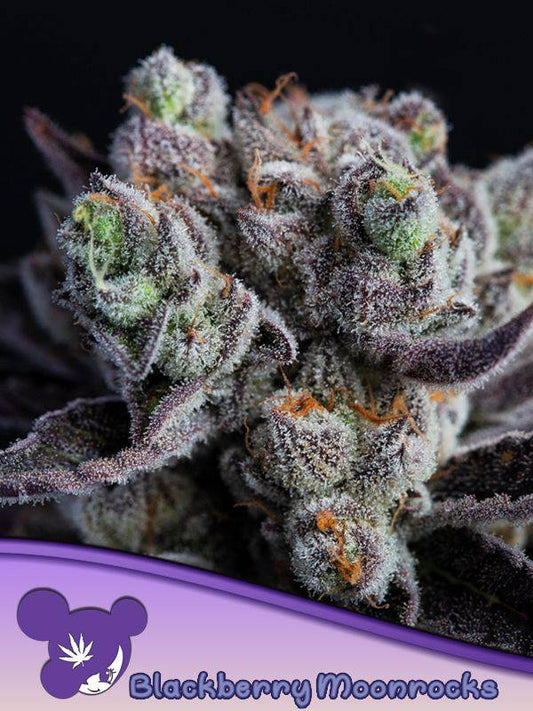 Nahaufnahme Blackberry Moonrocks feminisierte Samen von Anesia Seeds mit violetten, harzigen Buds und 33% THC