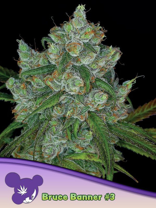 Bruce Banner #3 feminisierte Samen von Anesia Seeds mit großen, harzigen Buds und sattem Grün, ideal für hohen Ertrag und bis zu 30% THC